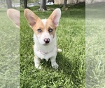 Small breeder photo