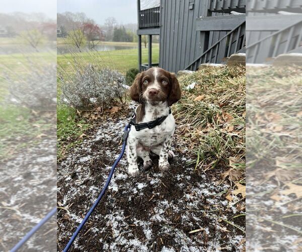 Medium Photo #59  Breeder Profile in HORTENSE, GA, USA