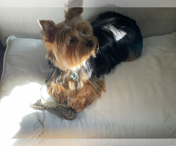 Medium Photo #23  Breeder Profile in CONCORD, CA, USA