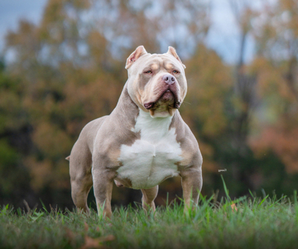 Medium Photo #4  Breeder Profile in FRANKLIN, KY, USA
