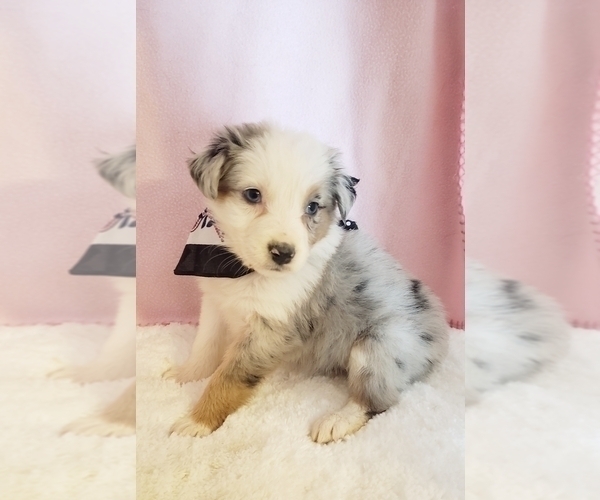Medium Photo #1  Breeder Profile in CROCKER, MO, USA