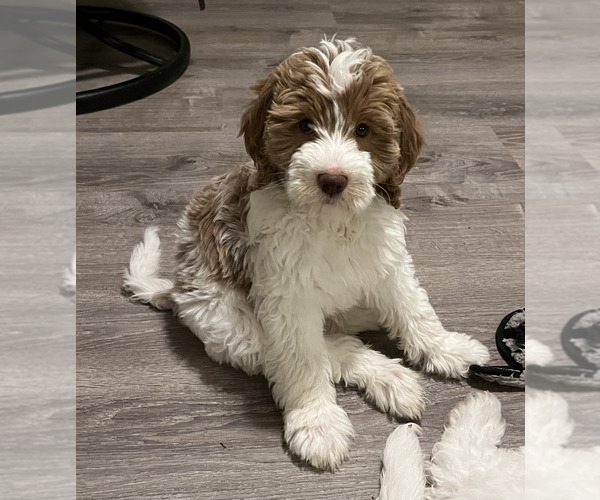 Medium Photo #5  Breeder Profile in NEWARK, OH, USA