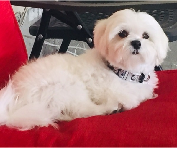 Medium Photo #1  Breeder Profile in SUN VALLEY, CA, USA