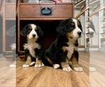 Small #4 Breeder Profile image