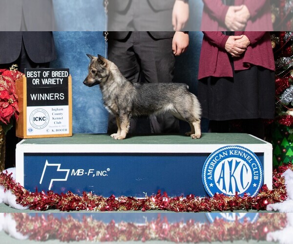 Medium Photo #1  Breeder Profile in GRAND LEDGE, MI, USA