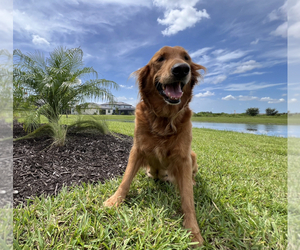 Goldendoodle Dog Breeder near LAKEWOOD RANCH, FL, USA