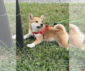 Shiba Inu Dog Breeder near MIAMI, FL, USA
