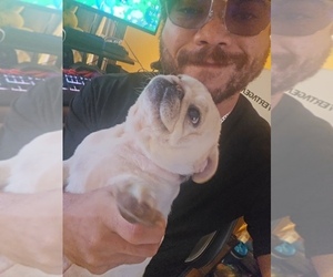 Pug Dog Breeder near NEW IPSWICH, NH, USA