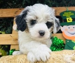 Small #8 Breeder Profile image