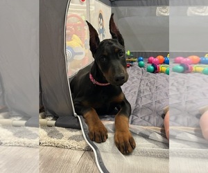 Doberman Pinscher Dog Breeder near PALMDALE, CA, USA