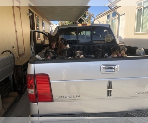 Medium Photo #89  Breeder Profile in SUNNYVALE, CA, USA