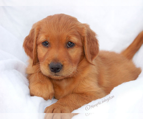Medium Photo #3  Breeder Profile in ALLIANCE, NE, USA
