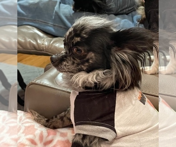 Medium Photo #92  Breeder Profile in TWINING, MI, USA