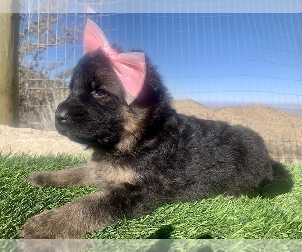 Medium Photo #40  Breeder Profile in PINON HILLS, CA, USA