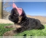 Small #39 Breeder Profile image