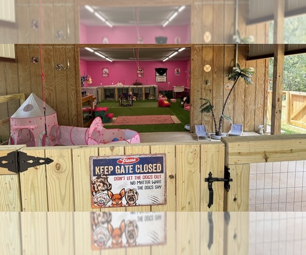 Medium Photo #18  Breeder Profile in BROOKHAVEN, MS, USA