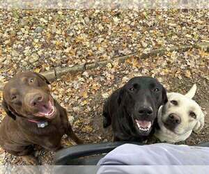 Labrador Retriever Dog Breeder near FAYETTEVILLE, OH, USA