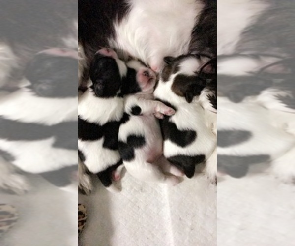 Medium Photo #1  Breeder Profile in HIALEAH, FL, USA
