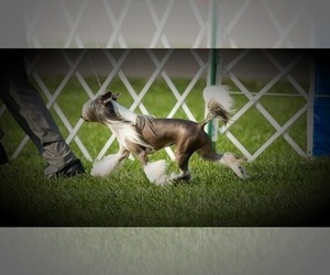 Chinese Crested Dog Breeder near FORT WORTH, TX, USA