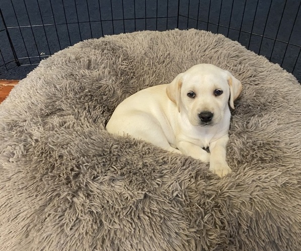 Medium Photo #1  Breeder Profile in MIRAMONTE, CA, USA