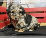 Small Photo #1  Breeder Profile in MILLERSBURG, OH, USA