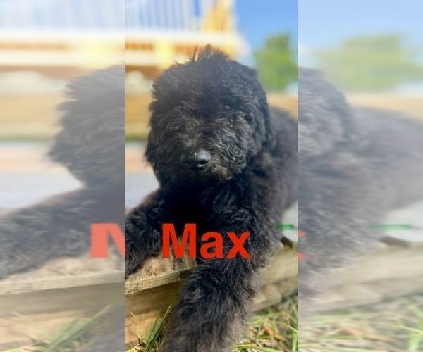 Medium Photo #4  Breeder Profile in VINEMONT, AL, USA