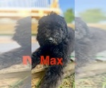 Small #3 Breeder Profile image
