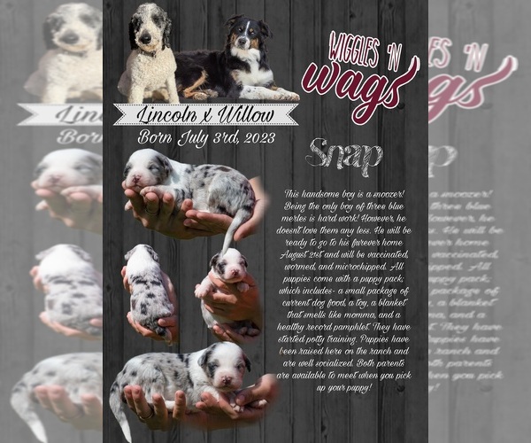 Medium Photo #14  Breeder Profile in PRAIRIE VIEW, KS, USA