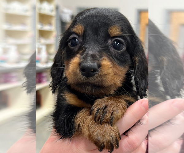 Medium Photo #1  Breeder Profile in MARKSVILLE, LA, USA