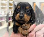 Small breeder photo
