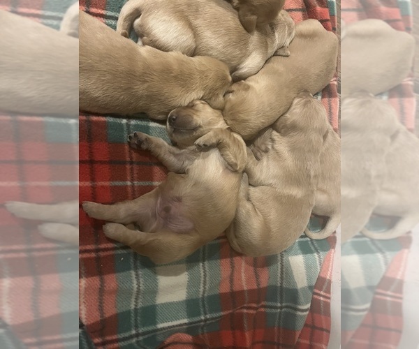Medium Photo #17  Breeder Profile in SWEETWATER, TN, USA
