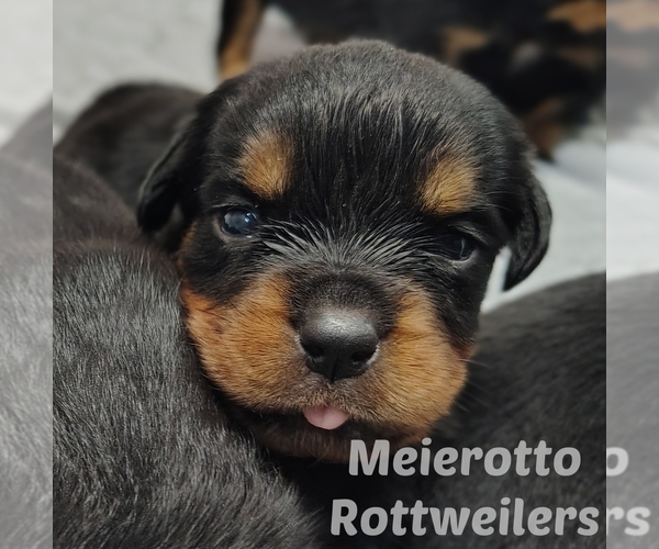 Medium Photo #1  Breeder Profile in BONAPARTE, IA, USA