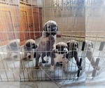 Small breeder photo