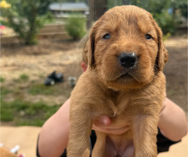 Medium Photo #4  Breeder Profile in WOODRUFF, SC, USA
