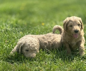 Goldendoodle Dog Breeder near CHILLICOTHE, OH, USA