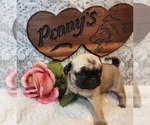 Small #2 Breeder Profile image
