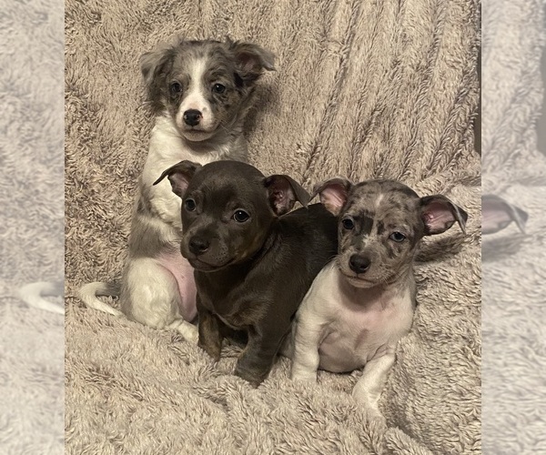 Medium Photo #1  Breeder Profile in BURLINGTON TOWNSHIP, PA, USA
