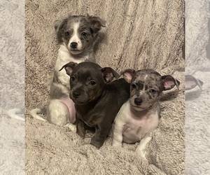 Chiweenie Dog Breeder near BURLINGTON TOWNSHIP, PA, USA