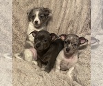 Small breeder photo