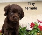 Small #1 Breeder Profile image