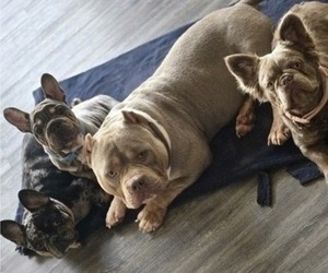 French Bulldog Dog Breeder near GLEN BURNIE, MD, USA