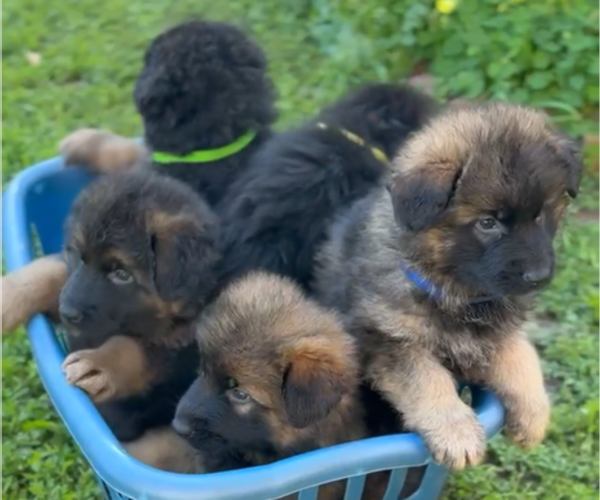 Medium Photo #1  Breeder Profile in ANTIOCH, CA, USA