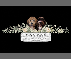 Bernedoodle (Miniature) Dog Breeder near ELKHART, IA, USA