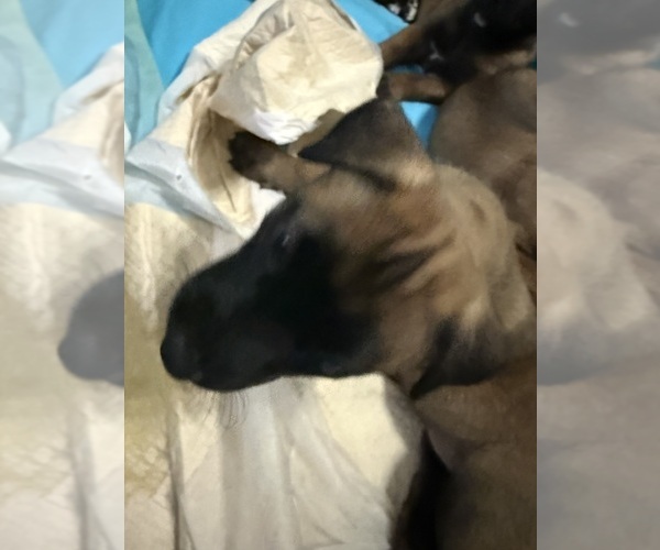 Medium Photo #17  Breeder Profile in JACKSONVILLE, FL, USA