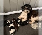 Small #4 Breeder Profile image