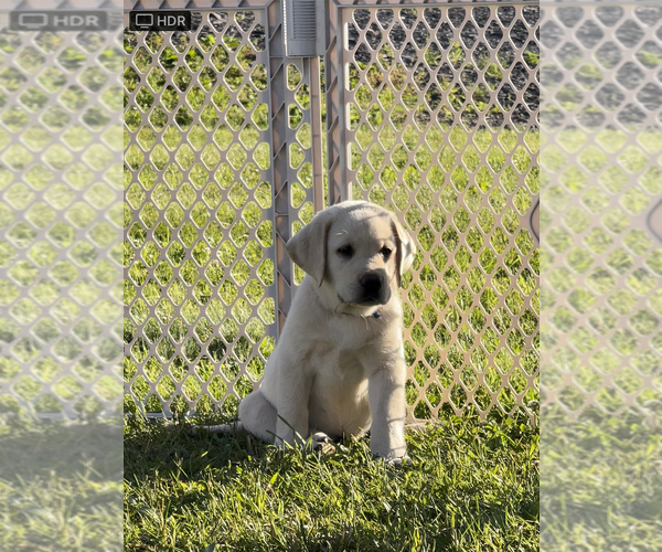 Medium Photo #1  Breeder Profile in TROUT RUN, PA, USA
