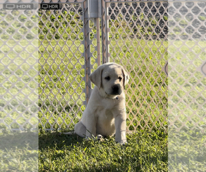 Labrador Retriever Dog Breeder in TROUT RUN,  USA