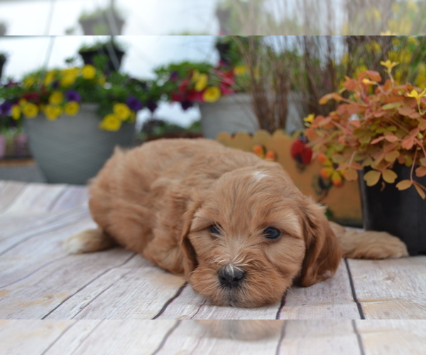 Medium Photo #6  Breeder Profile in GREENWOOD, WI, USA
