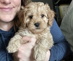 Small breeder photo