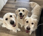 Small #1 Breeder Profile image